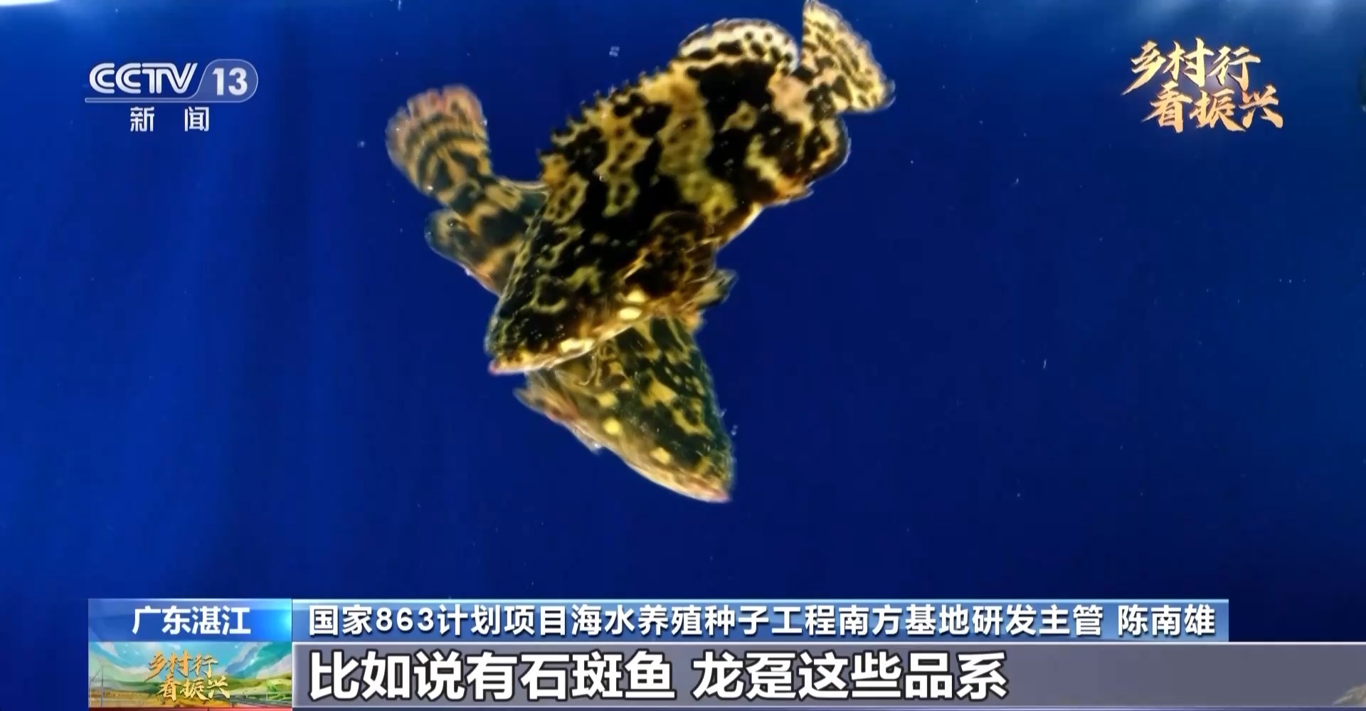 閑不住的“80后”葉富良 一定要把這口氣爭回來，有我們自己的種蝦